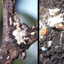 Zeytin yara koşnili