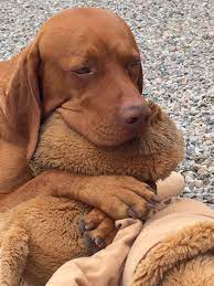 Pin Auf Love Those Pups