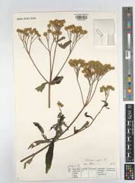 Image result for Bothriocline