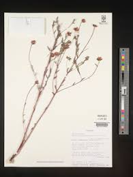 Image result for Gnidia involucrata
