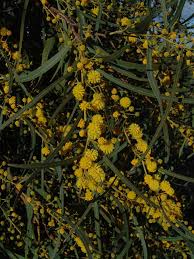 Image result for Acacia montigena