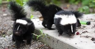 A small, black and white north american animal that makes a strong, unpleasant smell as a…. How To Get Rid Of Skunk Smell Off People Pets Clothes And More