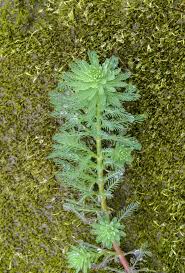 Image result for Haloragaceae