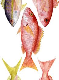 Seafood Herrings Caribbean Snappers Shellfish Brown Crab Alaska Pollock Opah And Surimi Mackerel Spiny Lobster Mediterra Seafood Art Small Canvas Art Bird Art