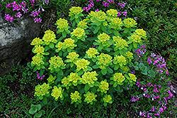 Image result for Euphorbia williamsonii