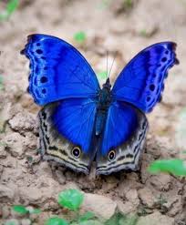 Blue Mother Of Pearl Butterfly Salamis Temora Africa Butterfly Pictures Beautiful Butterflies Butterfly Photos