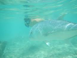 Our 1/2 day tour to hanauma bay leaves your waikiki hotels. Hanauma Bay Credit Carrots