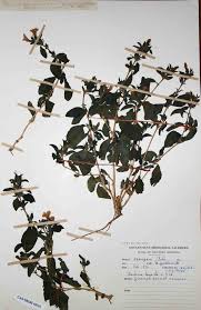 Image result for Barleria lugardii