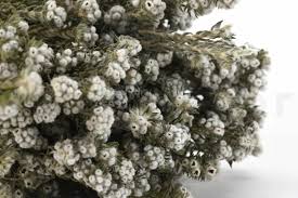 Image result for Phylica