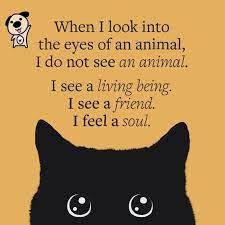 So Cute Cute Cat Quotes Cat Quotes Crazy Cats