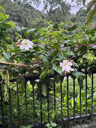 Image result for Beaumontia