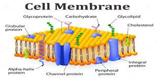 Function And Structure Of Cell Membrane Msrblog