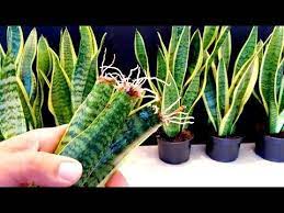 How To Propagate A Snake Plant Very Easy Sansaveria Youtube Snake Plant Propagation Propagating Plants Snake Plant