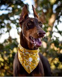 atletik genc kopek doberman dogs doberman dream dog