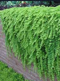 We did not find results for: 16 Best Retaining Wall Plants Ideas Plants Ground Cover Planting Flowers