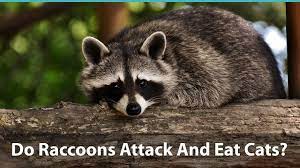 Raccoons are wild animals, and cats, to them, may look like prey. Do Raccoons Attack And Eat Cats How To Keep Your Kitty Safe
