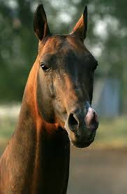 Pro100 Krasivye Loshadi Https Www Ok Ru Group 55394367832255 Akhal Teke Horses Beautiful Horses Horses