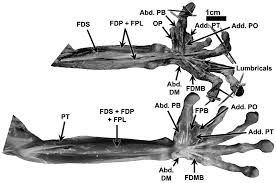 Cheap drill bits, buy quality tools directly from china suppliers:rotary hammer drill chuck adapter 1.5 13mm 1/2 20unf thread with sds plus shank enjoy ✓free shipping worldwide! The Soft Tissue Anatomy Of The Highly Derived Hand Of Perodicticus Relative To The More Generalised Nycticebus Chapter 7 Evolution Ecology And Conservation Of Lorises And Pottos