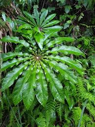 Image result for Arisaema mildbraedii