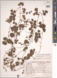 Image result for Rhynchosia elegans