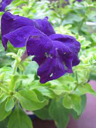 Wordpress Com Petunia Plant Petunias Container Flowers