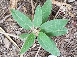 Image result for Otiophora pauciflora