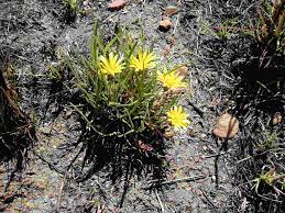 Image result for Gazania krebsiana