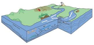Estuaries Where The River Meets The Sea Learn Science At Scitable