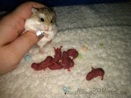 Dwarf Hamster Babies And Their Journey From Birth Dwarf Hamster Cute Baby Animals Baby Hamster