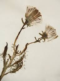 Image result for Kleinia sp.no.1