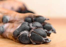 Dogs who are trained to detect cancer are trained just like the dogs who learn to detect explosives and drugs. Foot Toe Cancer In Dogs Petmd