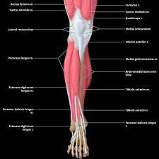Some common causes of leg pain include: Leg Muscle An Overview Sciencedirect Topics