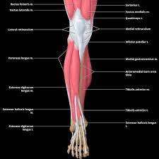 Related online courses on physioplus. Leg Muscle An Overview Sciencedirect Topics