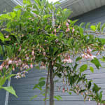 Click here to find out more. Marley S Pink Japanese Snowbell Spring Hill Nurseries