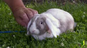 Découvrez la recette du lapin à la moutarde, un classique de viande en sauce qui ravit tous les palais grâce à sa viande tendre et sa sauce savoureuse. Portrait Panpan Le Lapin Belier Nain Jardinerie Truffaut Tv Youtube