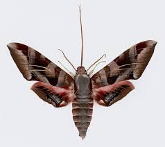1 what was glen james doing when he found the bag? Hawk Moths Or Sphinx Moths