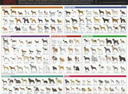 Species And Breeds Dog Breeds Chart Dog Breeds List