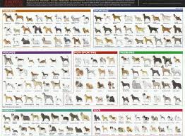 species and breeds dog breeds chart dog breeds list