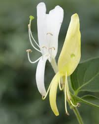 Honeysuckle (lonicera, in the family caprifoliaceae) is commonly found growing along roadsides or creeping up fences as ornamental plants. Japanese Honeysuckle Halls Prolific Lonicera Japonica Halls Prolific Plants Flowers 99roots Com
