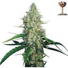 This sativa dominant plant suits for sog and scrog methods. G13 Haze From Barneys Farm Seeds66