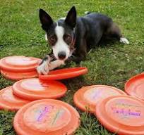 Choosing a Disc (Frisbee) for Your Dog – SKY HIGH FLYING CANINES