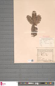 Image result for Vernonia karaguensis