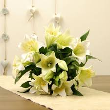 A very easy and low maintenance perennial that has long been a staple of southern garden St Joseph Lilies Flowers South Africa Progifts Co Za