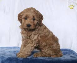 They specialize in mini, medium, and standard multigenerational goldendoodles. Zara Mini Goldendoodle Puppy For Sale In Coatesville Pa Happy Valentines Day Happyvalentinesday2016i