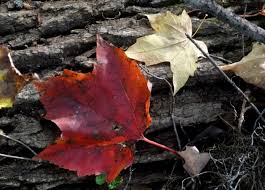 Iva Hatfield Archives