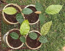 Image result for Cordia senegalensis