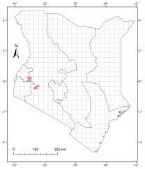 Image result for Zehneria tridactyla