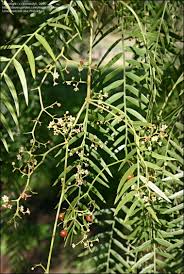 Is the california pepper tree poisonous? Plantfiles Pictures Schinus Species California Pepper Tree Peppercorn Tree Peruvian Mastic Tree Schinus Molle By Kennedyh