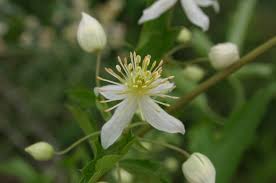 Image result for Clematis commutata