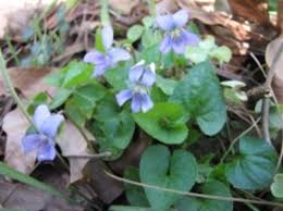 Image result for Launaea violacea